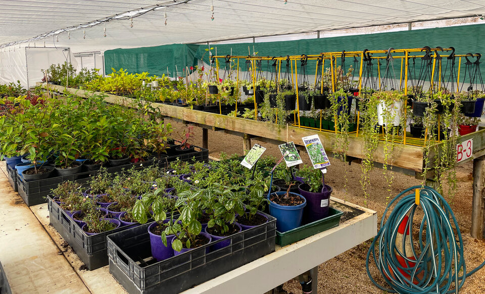 Inside the greenhouse with tables filled with different propagated plants